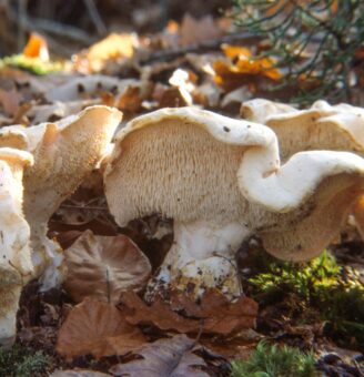 wild mushrooms in forest leaf litter