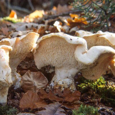 Wild mushrooms on leafy ground